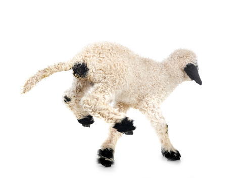 lamb Valais Blacknose in front of white background, focus on the head