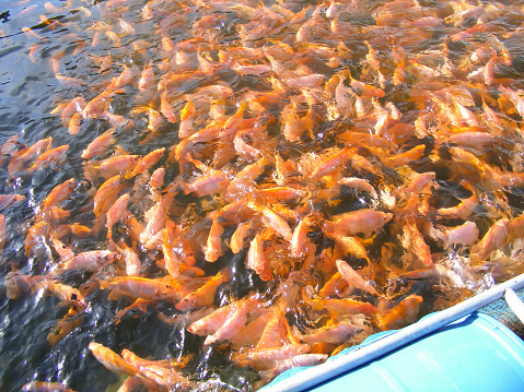 istock red tilapia fish economy 1494507158
