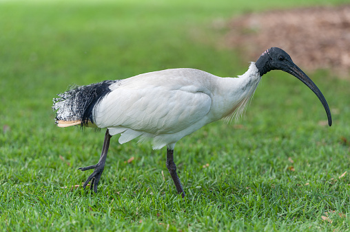 Australian white ibis. Threskiornis molucca