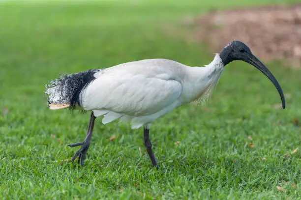 Photo of Australian white ibis. Threskiornis molucca