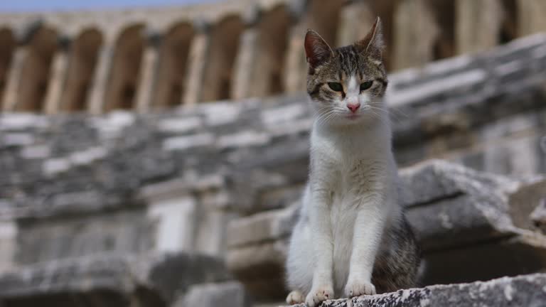 Antalya Aspendos Ancient City amphitheater, historical site Aspendos Antalya, historical sites in Turkey, the best preserved ancient city, the best historical roman ancient theater, the cat in the ancient theater, the lonely cat in the historical ancient