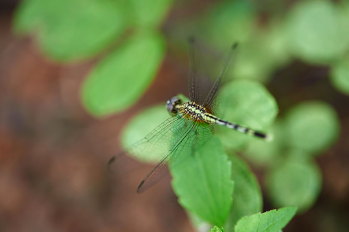 Close-up view of  dragonfly perching on green leaves