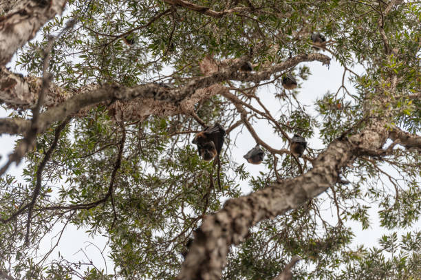 istock Fruit bats in Centennial park, Sydney. Australia 1494507608