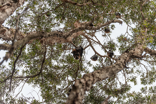Fruit bats in Centennial park, Sydney. Australia
