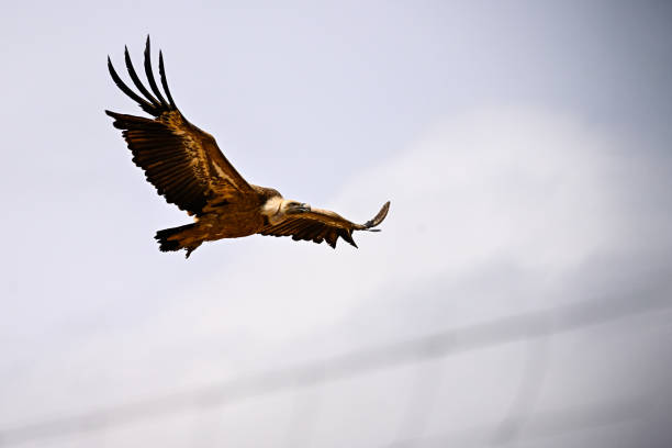 istock Griffon Vulture or Gyps fulvus in flight. 1494510391
