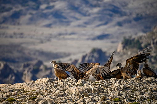 Griffon vultures or Gyps fulvus perched on the mountain