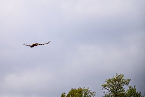 Griffon Vulture or Gyps fulvus in flight