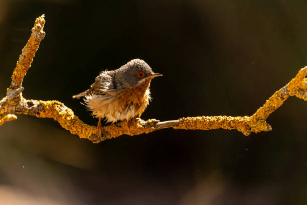 istock Subalpine Warbler - Sylvia cantillans, perched on a tree branch 1494510576