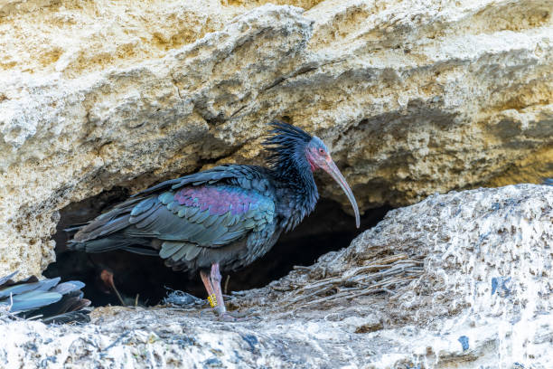 istock Bald ibis or Geronticus eremita, pelecaniform bird of the Threskiornithidae family. 1494510607