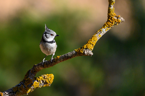 Hooded Tit or Lophophanes cristatus, perched on a twig