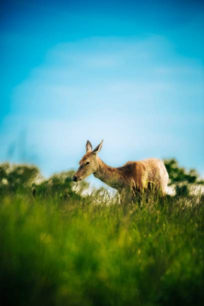 istock Selective focus of white-tailed deer in Richmond Park on a sunny day 1494510690