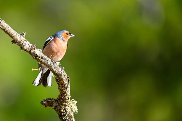 istock Chaffinch or Fringilla coelebs, perched on a twig. 1494510693