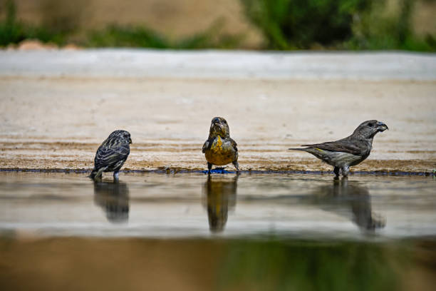Crossbill or Loxia curvirostra, reflected in a golden spring