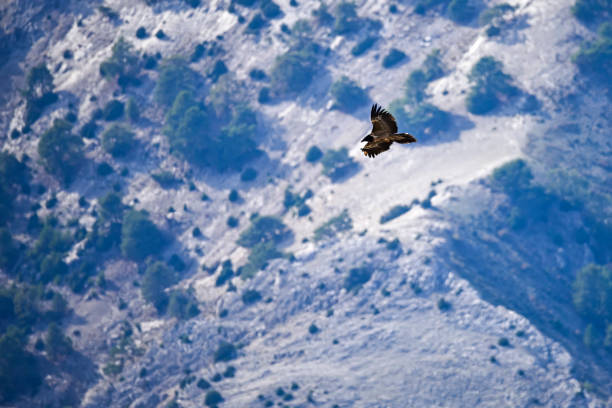 Bearded Vulture or Gypaetus barbatus, in flight