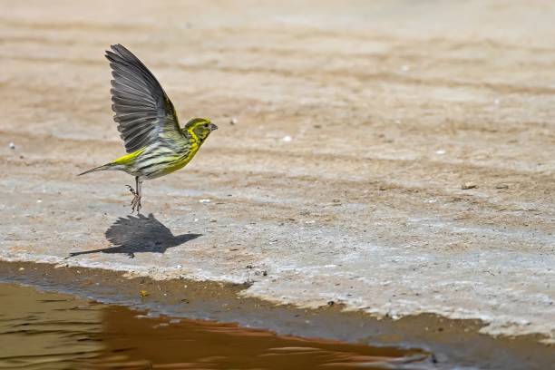 Vercillo or Serinus serinus, reflected in the golden spring. Vercillo or Serinus serinus, reflected in the golden spring serin stock pictures, royalty-free photos & images