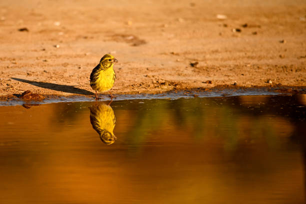 Vercillo or Serinus serinus, reflected in the golden spring. Vercillo or Serinus serinus, reflected in the golden spring serin stock pictures, royalty-free photos & images