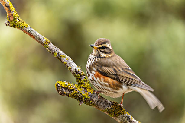 Red-winged Thrush or Turdus iliacus, perched on a twig.