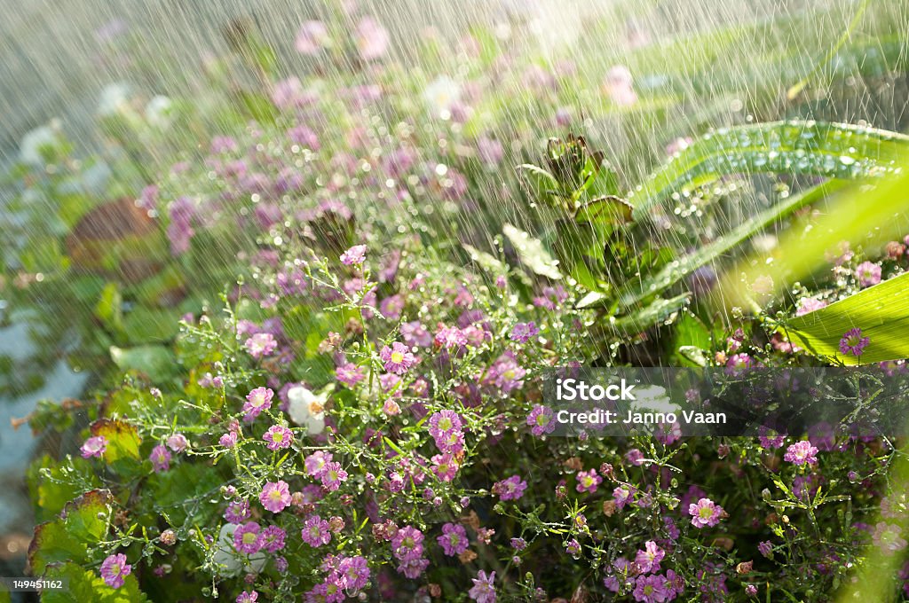 sunny tipo lluvia - Foto de stock de Abstracto libre de derechos