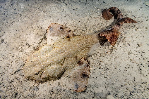 Tasselled Wobbegong Eucrossorhinus dasypogon occurs in Eastern Indonesia, Papua New Guinea and Northern Australia. This ovoviviparous species can reach more than 3.5m length, common length is less than 2m. The tough skin is used sometimes for leather. \nTasselled Wobbegong is threatened by extensive coral reef habitat destruction (pollution and dynamite fishing), as well as expanding fisheries. A considerable section of its habitat is protected in the Great Barrier Reef Marine Park. \nThe species is primarily nocturnal. This specimen was encountered at 3m depth during night time. \nTriton Bay, Kaimana Regency, Indonesia, 3°56'18.2099 S 134°7'10.8768 E at 3m depth
