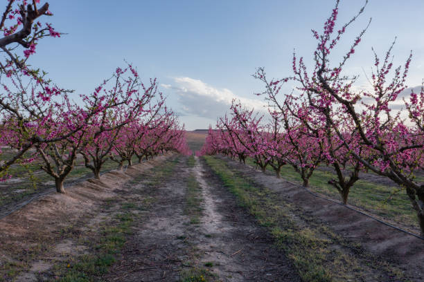 peach field in spring stock photo