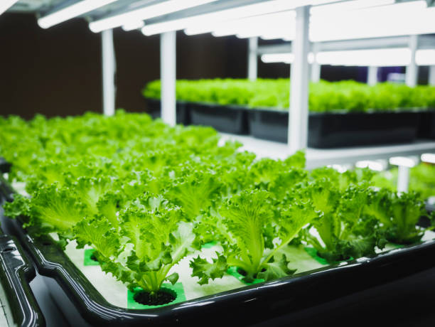 istock Vegetable Farm Plant row Grow with LED Light Indoor 1494512109