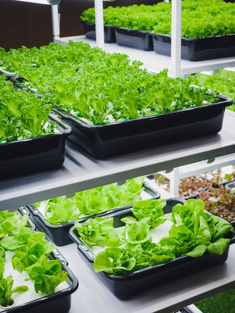 istock Vegetable Farm Plant row Grow with LED Light Indoor 1494512111