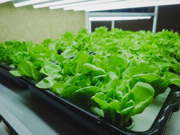 istock Vegetable Farm Plant row Grow with LED Light Indoor 1494512122