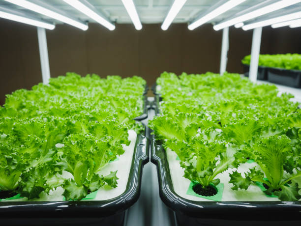 istock Vegetable Farm Plant row Grow with LED Light Indoor 1494512132
