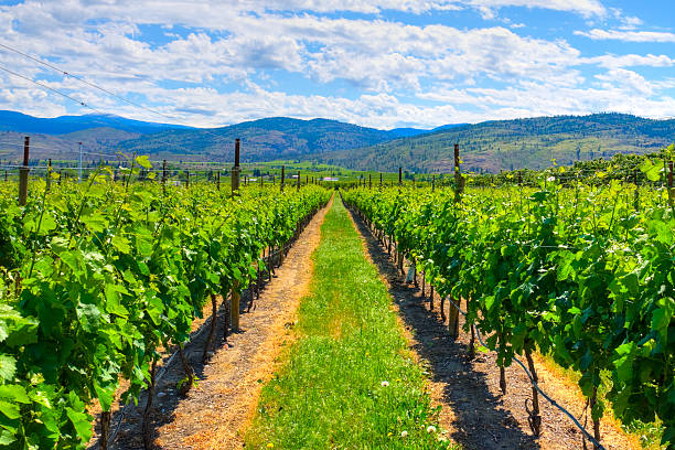 tryb hdr winnice i sady. osoyoos, b.c. - lake osoyoos zdjęcia i obrazy z banku zdjęć