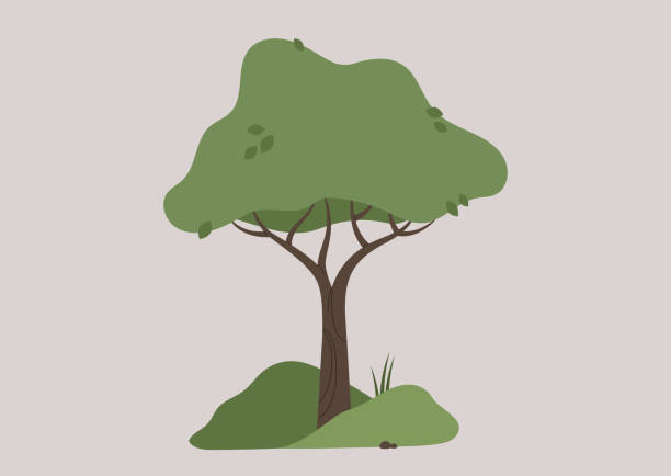 ilustrações, clipart, desenhos animados e ícones de uma imagem vetorial isolada de uma árvore com folhas verdes e tronco marrom, cena ao ar livre de verão - deciduous tree tree trunk nature the natural world
