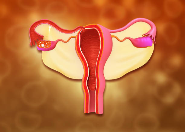 istock Uterus anatomy on medical background 1494513140