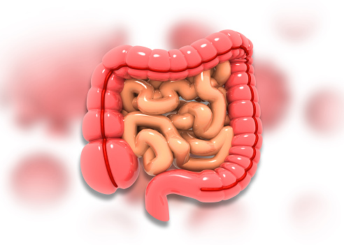 3D rendering illustration of a stylized human intestine anatomy
