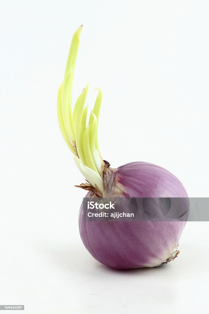 Onion - Lizenzfrei Blatt - Pflanzenbestandteile Stock-Foto