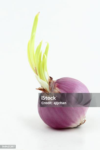 Onion Stockfoto und mehr Bilder von Blatt - Pflanzenbestandteile - Blatt - Pflanzenbestandteile, Blumenzwiebel, Botanik