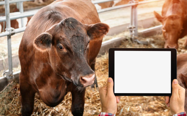 istock Digital tablet with blank screen on background of cow in cattle farm. 1494514116