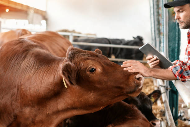 istock Man farmer with digital tablet checking up cows in cattle farm. 1494514125