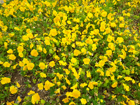 Yellow flowers in springtime