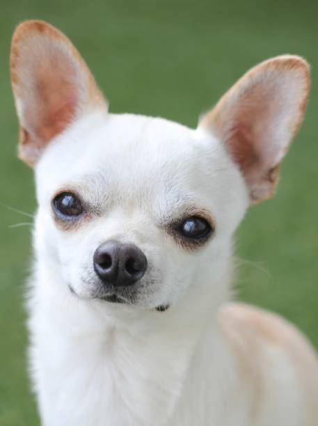 istock Chico the chihuahua 1494515080