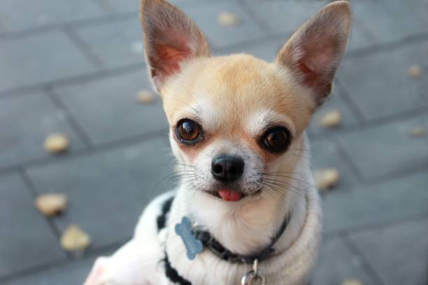 istock Sunny the chihuahua 1494515969