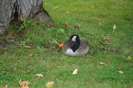 Resting goose in the park.
