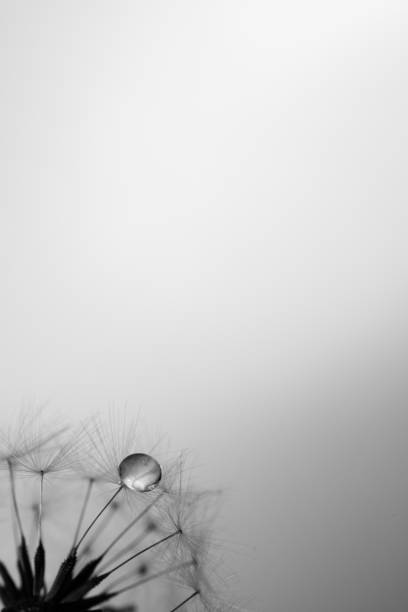 istock Water droplets on dandelion fluff 1494517377