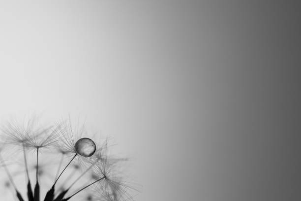 istock Water droplets on dandelion fluff 1494517390
