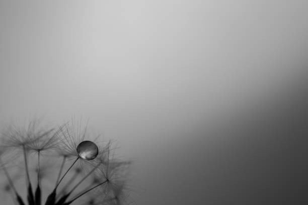 istock Water droplets on dandelion fluff 1494517402