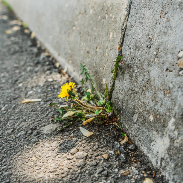 istock A dandelion sprouted through concrete is a conceptual force of nature. A dandelion grows through a crack in an asphalt concrete road. the flower grows through the asphalt. 1494518559