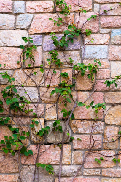 istock Ivy leaves creeper plant on the rock wall background 1494518852