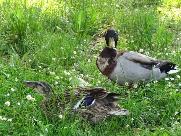 istock ducks resting in the grass near a stream of water by trees 1494518942