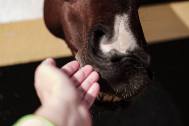 istock hand and horse nose smelling show teeth 1494519290