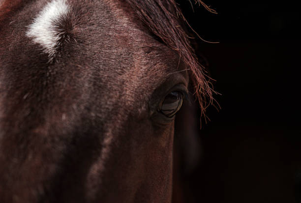 istock brown horse portrait, eyes, face dark background 1494519364