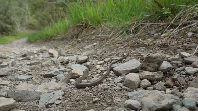 A deaf adder, also slow or blind worm, Angius fragilis, is a legless lizard, often mistaken for a snake, crawling on a hiking trail in the Rothaarsteig mountains in Sauerland, Germay.
