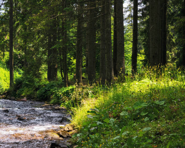 istock countryside scenery with water stream in the forest 1494521136